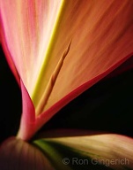 Backlit in the strong summer afternoon sun this tiny new Ti leaf emerges