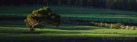 First light of the morning on the horse pasture at Ko`ele