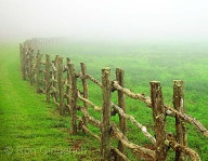 Early morning mist at Ko`ele