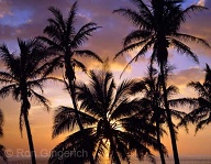 Coconut palms at Kaumalapau Harbor