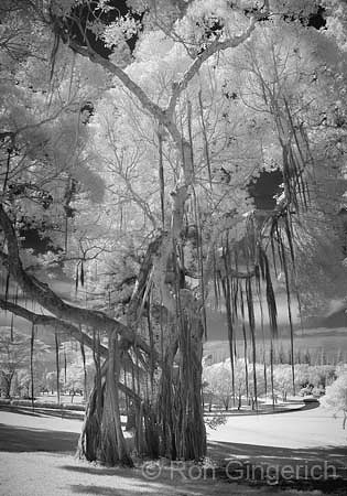 "Ko`ele Banyan"