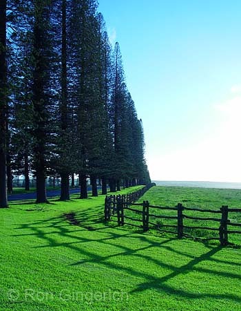 "Ko`ele Treeline"