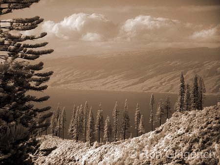 "Lana`i Hale Treeline"