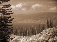 The Cook Island Pines on Lana`i Hale, with Moloka`i across the channel