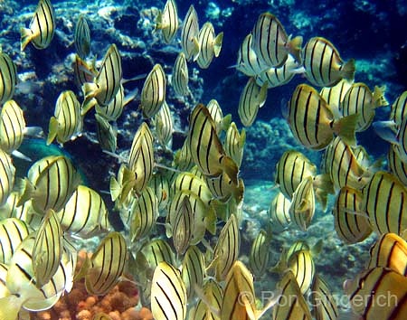 "Manini"