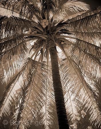 "Under The Coconut Palm"