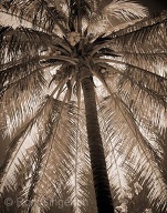 This natural coconut palm is near the church at Keamuku