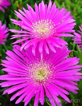 Akulikuli (Ice Plant)