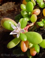 This tiny plant grows in clumps and clings to the rocks near the ocean.