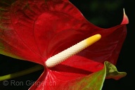 In Hawaii, this flower is commonly known as "Boy Flower"