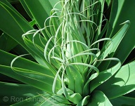 I noticed this lovely plant on the way to the clubhouse at Manele