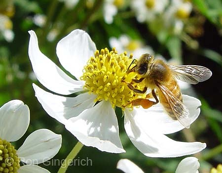 Christmas Cosmos And Bee