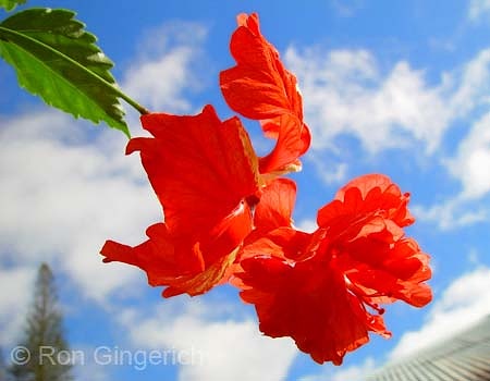 Double Hibiscus