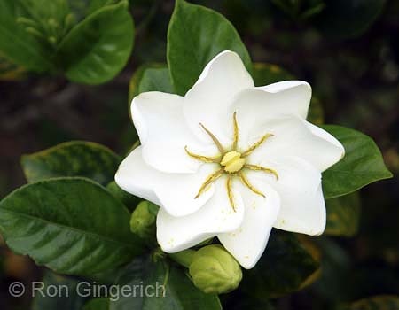 Heaven Scent Gardenia