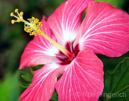 Hibiscus #54