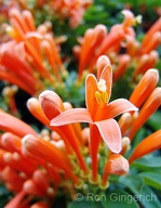 There is a block long hedge of this flower in Lana`i City