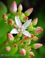 A favorite house plant, Jade also has a beautiful  tiny flower