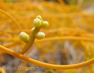 Kauna`oa is known as the flower of Lana`i.  The bright vines are woven into colorful lei