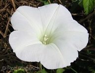 A beautiful delicate native Hawaiian found on Lana`i