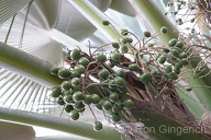 Another short lived and totally unique light under the silvery fronds of the Lana`i Loulu