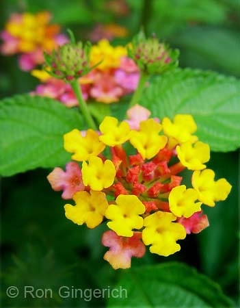 Lantana #31