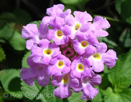 Lantana #92