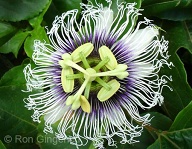 This Passion Flower is climbing over my Mango trees