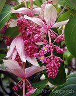 There is a beautiful example of this flower near the gift shop at the Lodge at Ko`ele