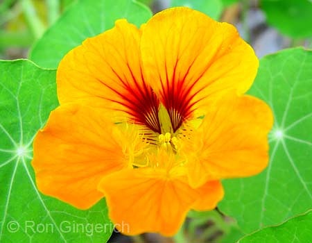 Nasturtium