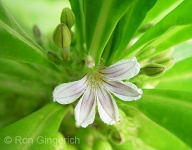 Naupaka Kahakai is a native shrub that is found near the ocean