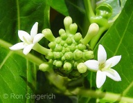 Noni has been used for strength and healing for a thousand years