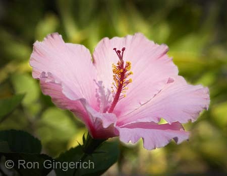 Pink Hibiscus