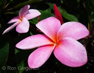 Early morning sun highlights a soft and beautiful Plumeria