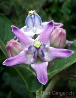 Crown Flower, a favorite of Queen Lili`uokalani