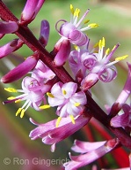 They only bloom a couple weeks a year, but they are so delicate and beautiful...