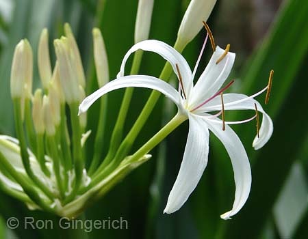 Spider Lily