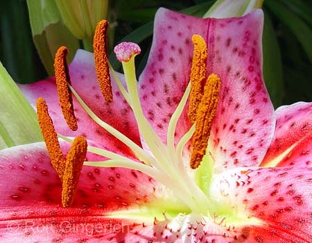 Stargazer Lily