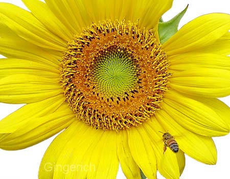 Sunflower #48