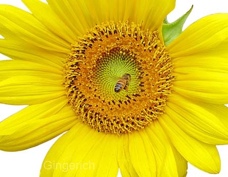 Sunflower #59